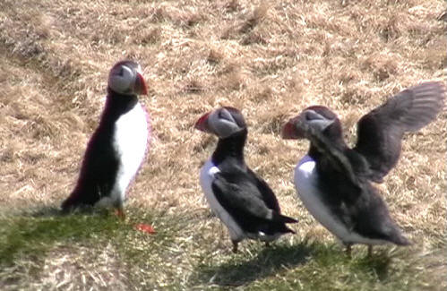 Puffins_Grabbed Frame 21.jpg